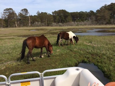 Things To Do Chincoteague Island Adventures 